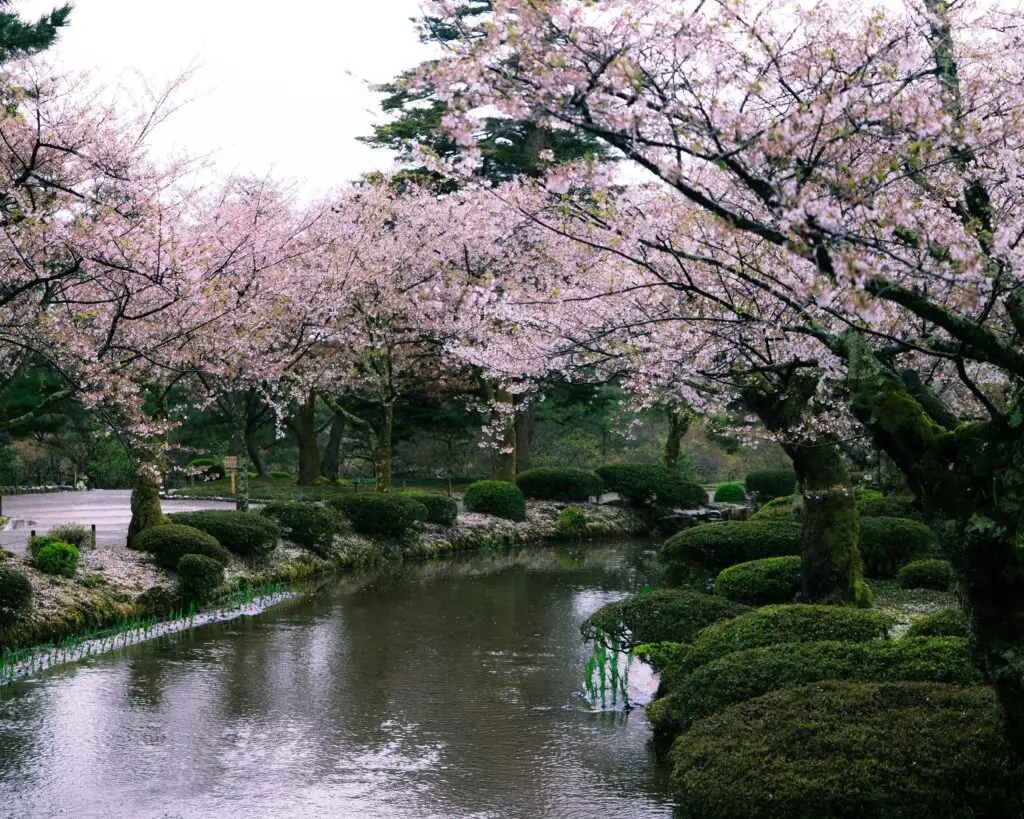 Peaceful cherry blossoms over a tranquil pond in Tokushima, Japan, during spring.